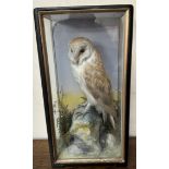 Taxidermy - A barn owl on a rock with vegetation, in a glazed case,
