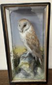 Taxidermy - A barn owl on a rock with vegetation, in a glazed case,