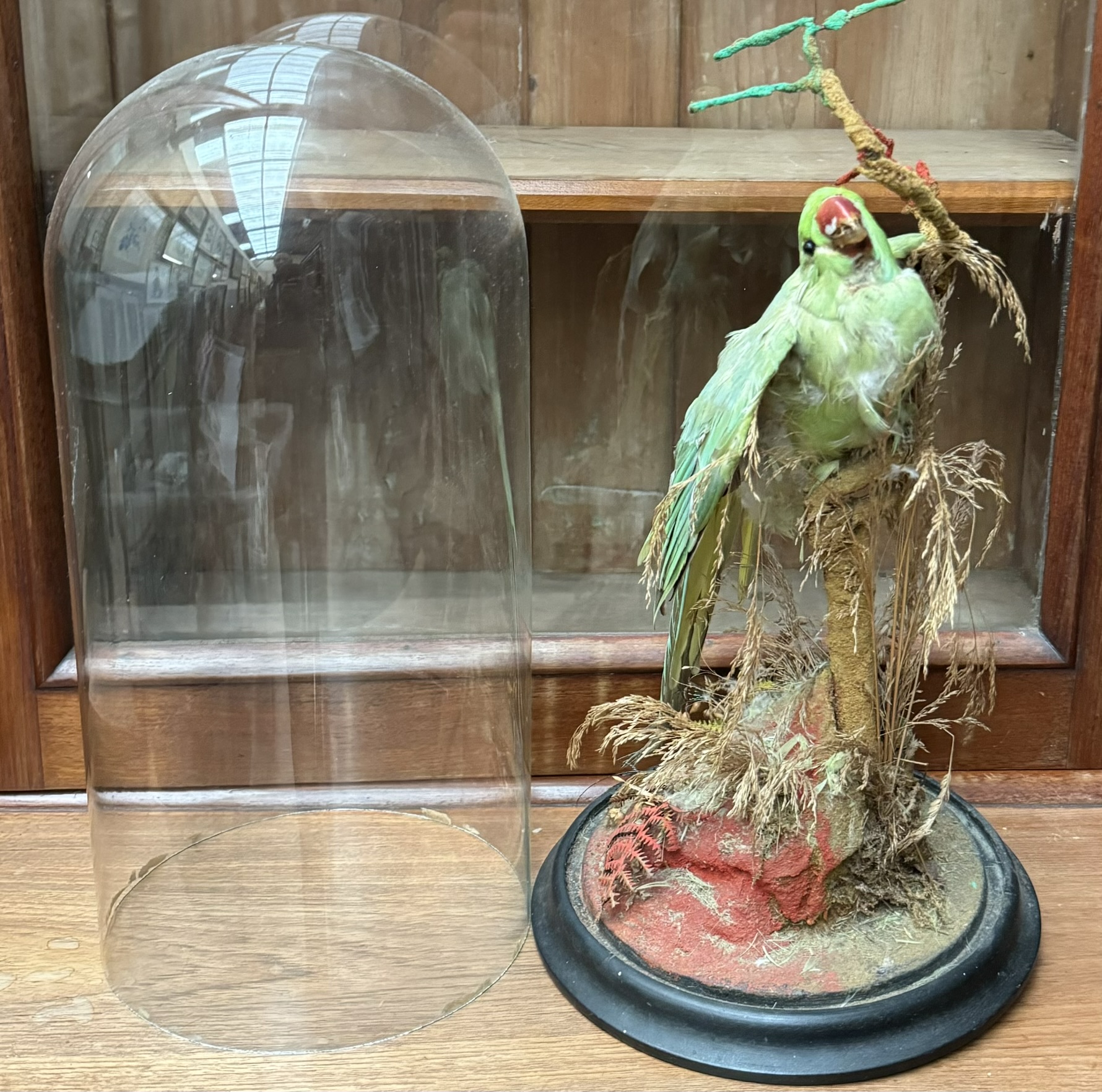 Taxidermy - A parakeet on a branch,