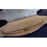 A row of sixty five individually knotted regular cultured pearls to a 9ct white gold clasp,