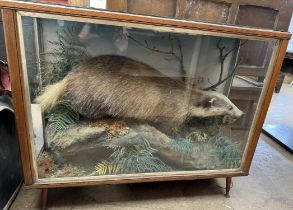 Taxidermy - a badger in a naturalistic setting holding a mole in its jaws,