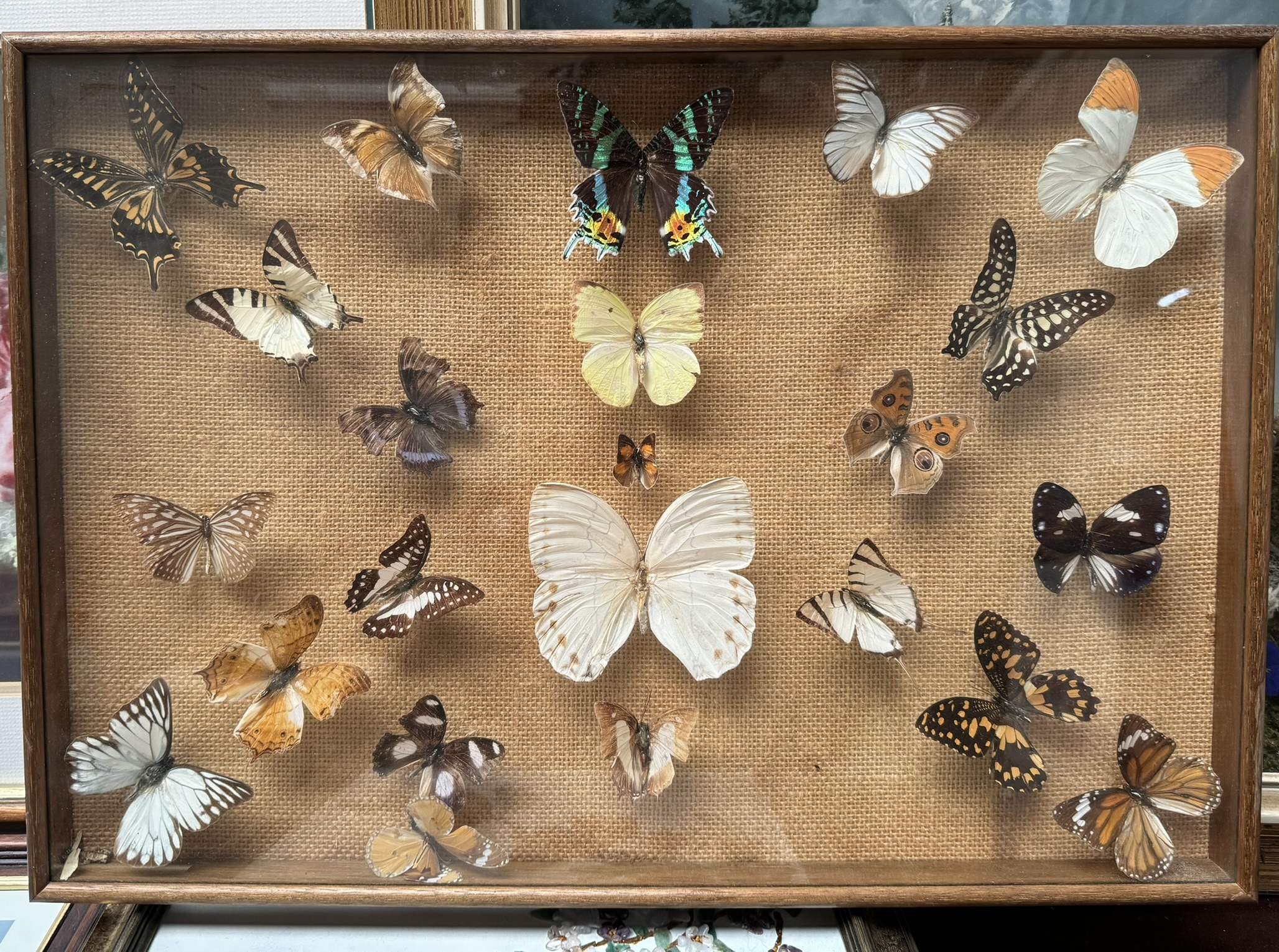 Taxidermy - a display of butterflies together with a hardstone picture of birds amongst trees and - Image 3 of 3