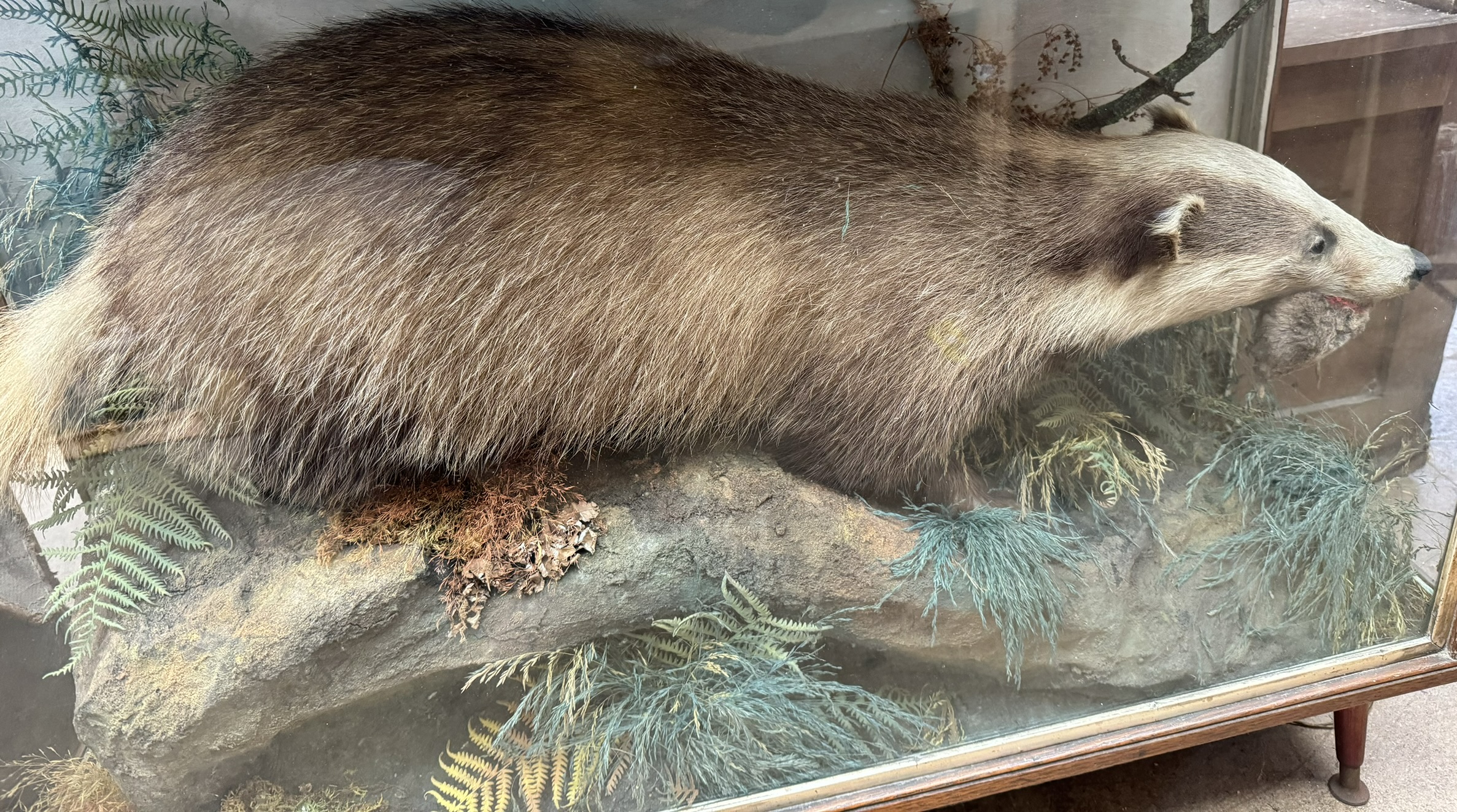 Taxidermy - a badger in a naturalistic setting holding a mole in its jaws, - Image 3 of 3