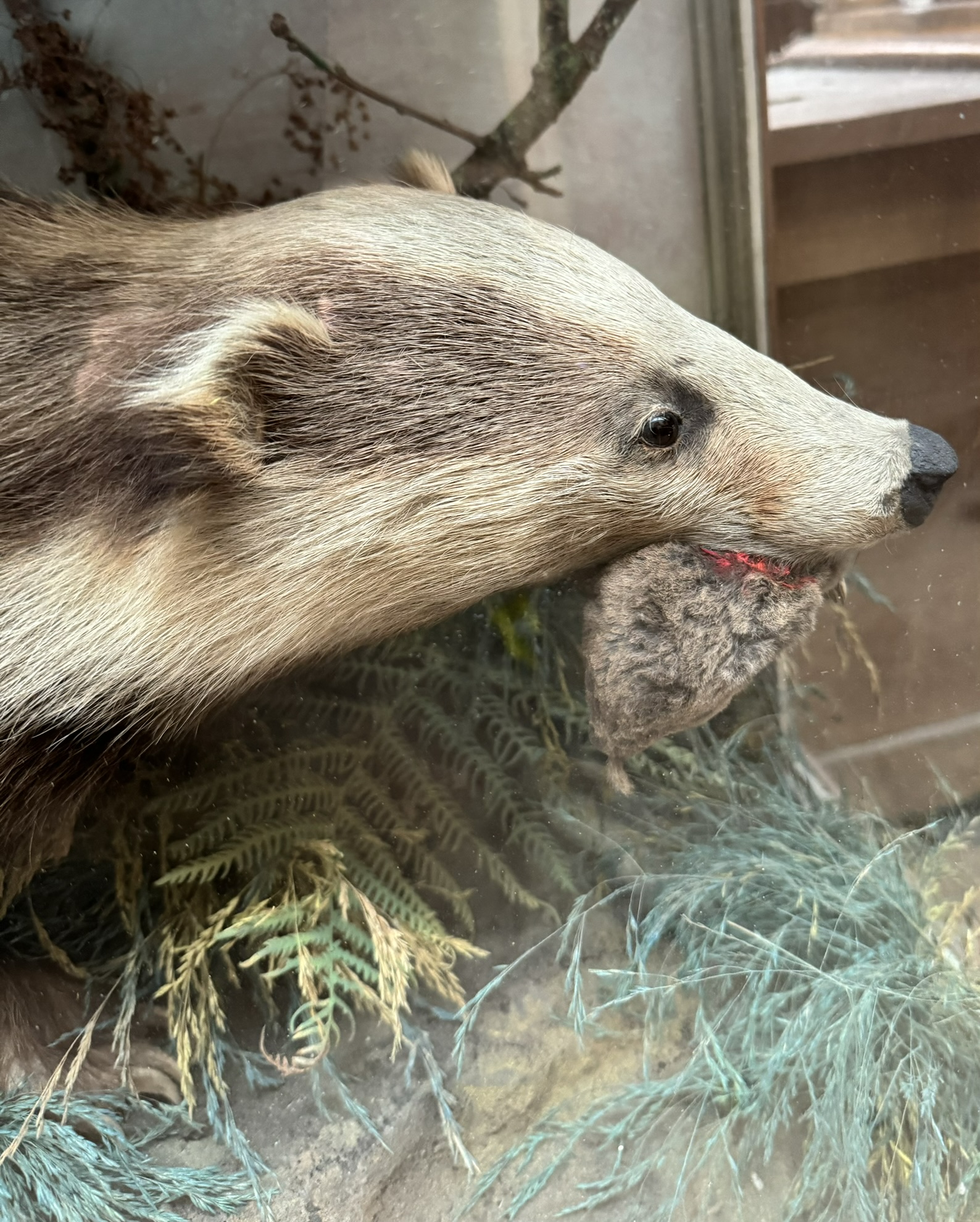 Taxidermy - a badger in a naturalistic setting holding a mole in its jaws, - Image 2 of 3