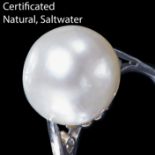 LARGE CERTIFICATED NATURAL SALTWATER PEARL RING