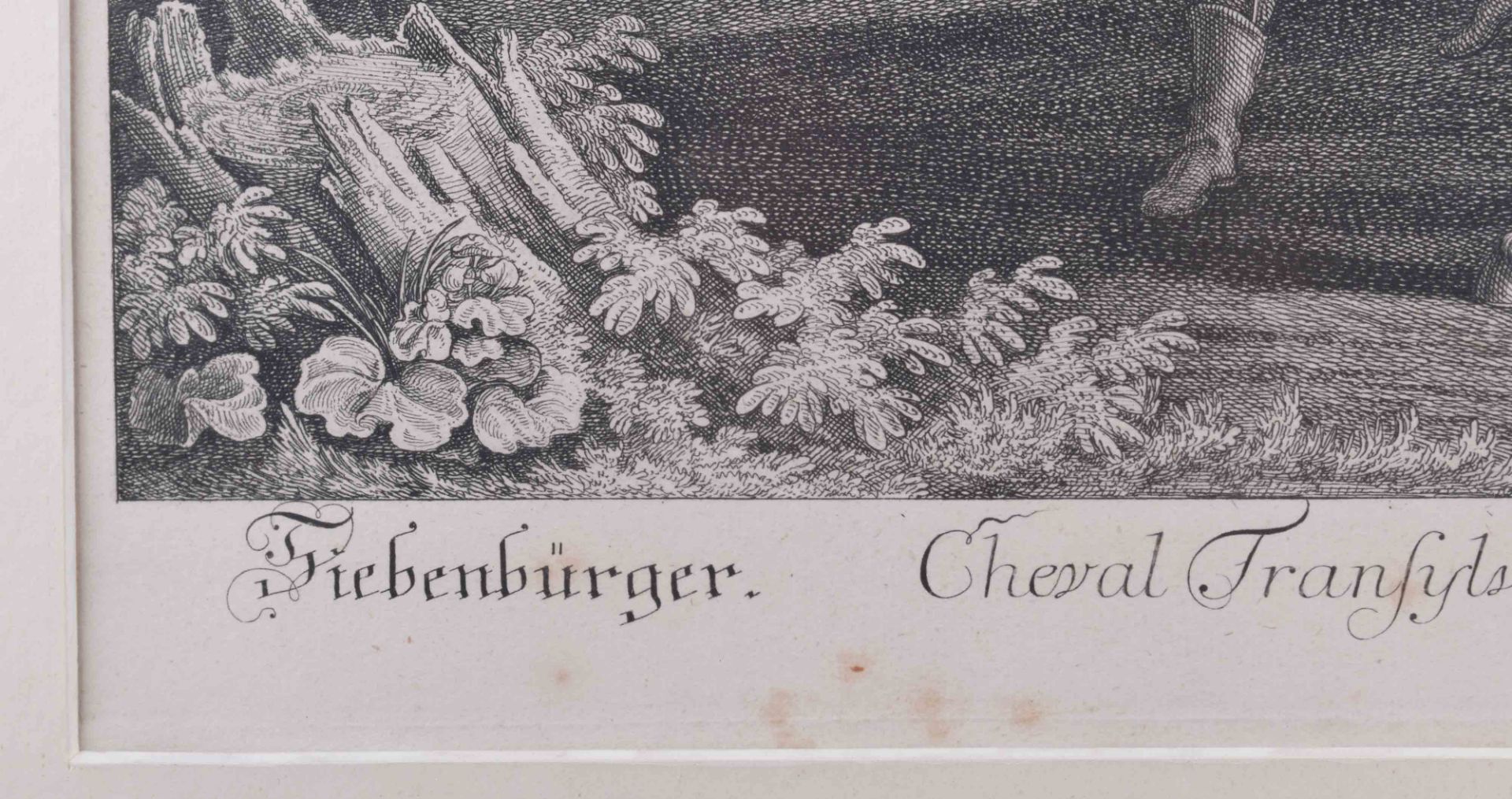 Johann Elias RIDINGER (1698-1767) - Bild 2 aus 3