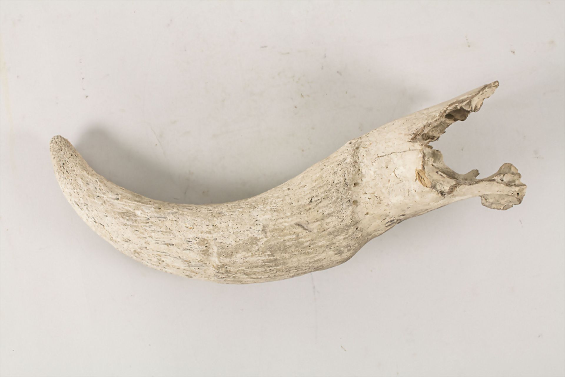 Versteinertes Nashornhorn / A fossilized rhino horn - Image 2 of 4