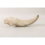 Versteinertes Nashornhorn / A fossilized rhino horn