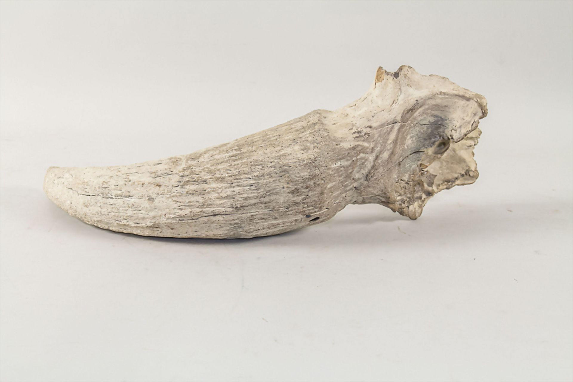 Versteinertes Nashornhorn / A fossilized rhino horn - Image 3 of 4