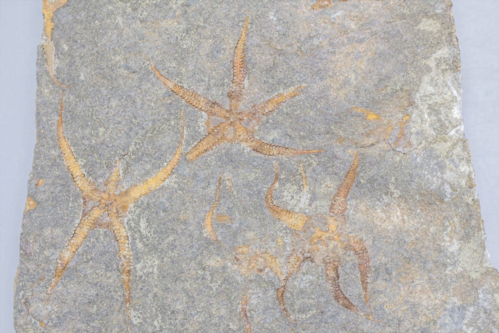 Zweiteilige Versteinerung mit Seesternen / Two-piece fossil with starfish, Alter unbekannt - Bild 2 aus 5