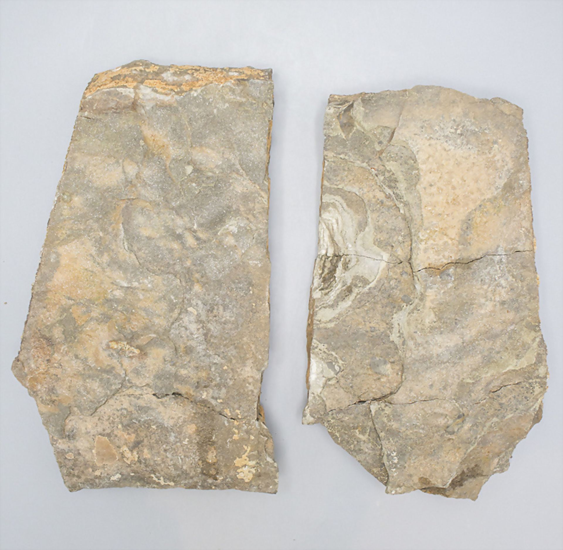 Zweiteilige Versteinerung mit Seesternen / Two-piece fossil with starfish, Alter unbekannt - Bild 5 aus 5