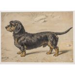 Heinrich Sperling (1844-1924), 'Der Rauhaardackel' / 'The wire-haired dachshund'