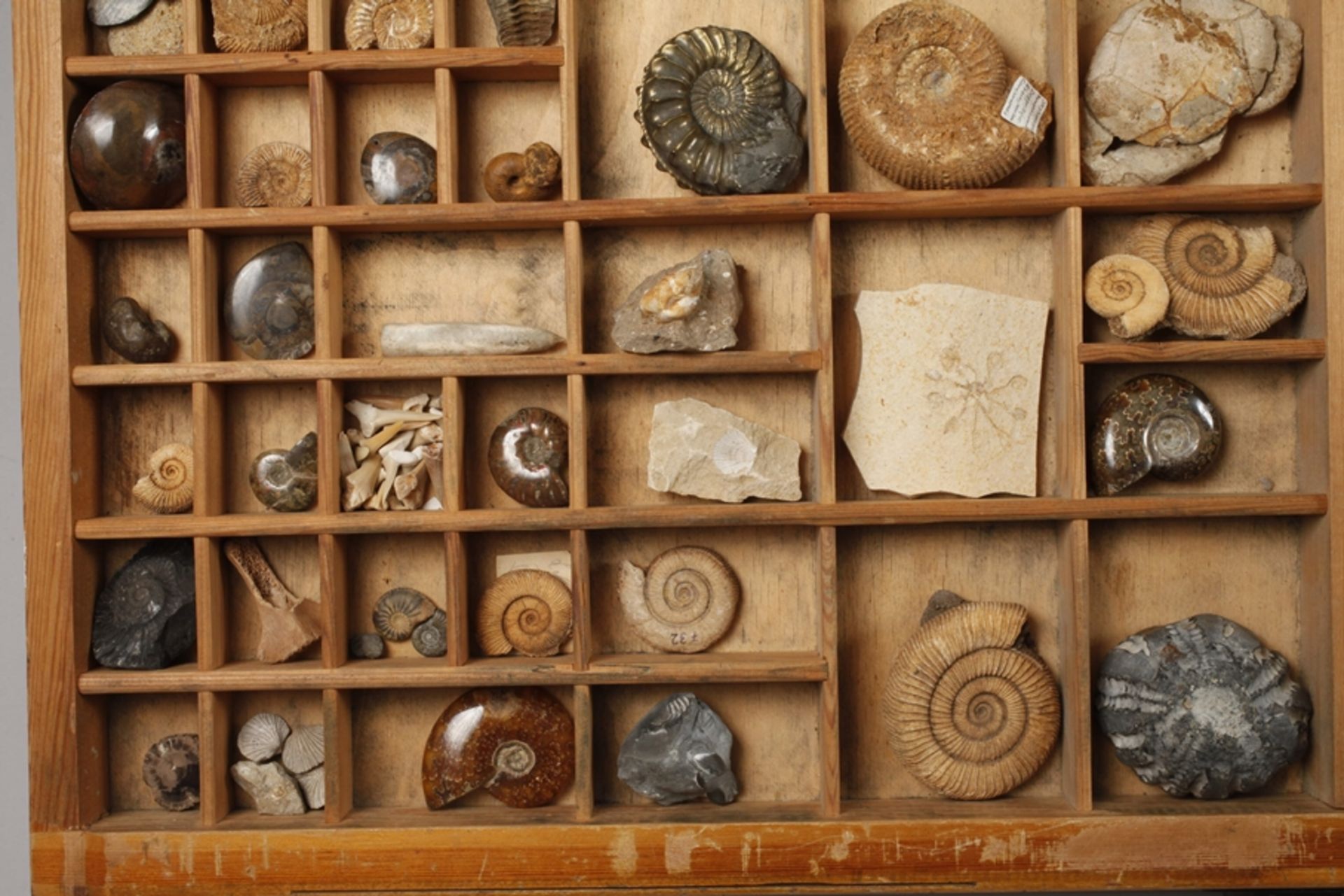 Fossil collection  - Image 3 of 5