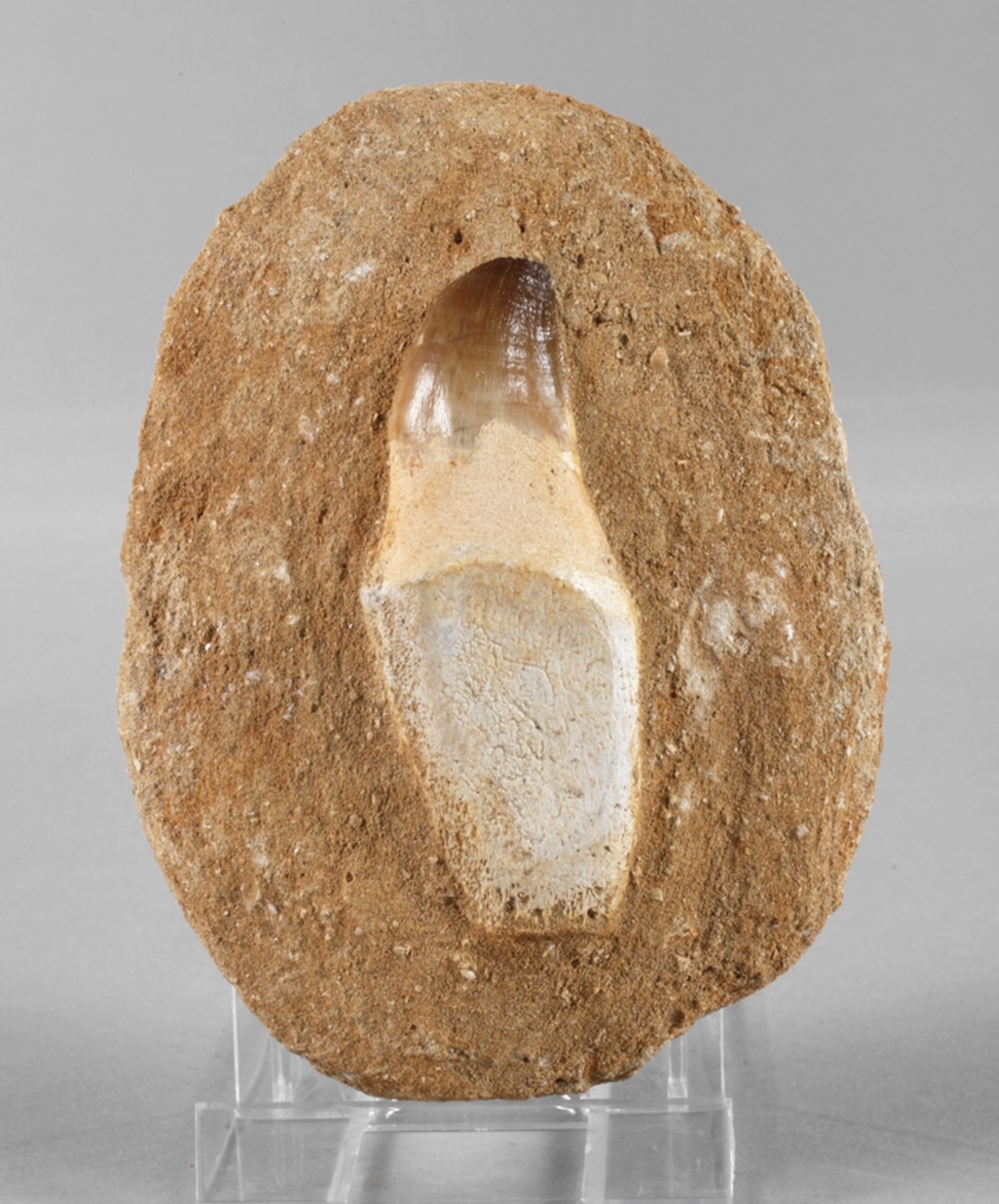 Tooth of a mesosaur/Morocco