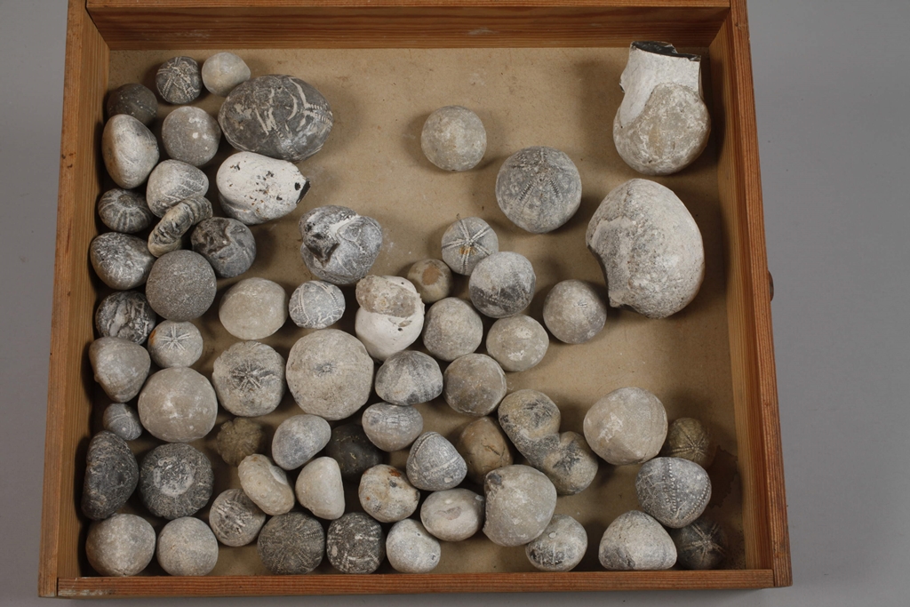 Extensive Fossil Collection Germany - Image 4 of 21