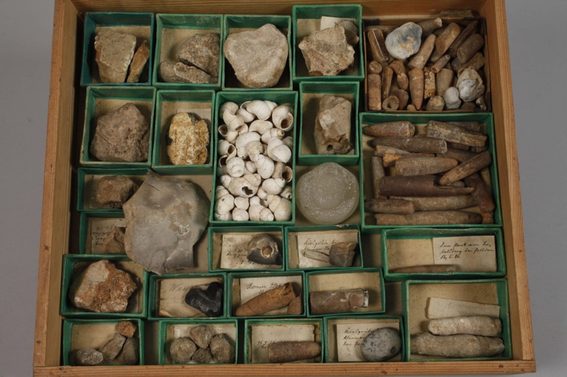 Extensive Fossil Collection Germany - Image 15 of 21