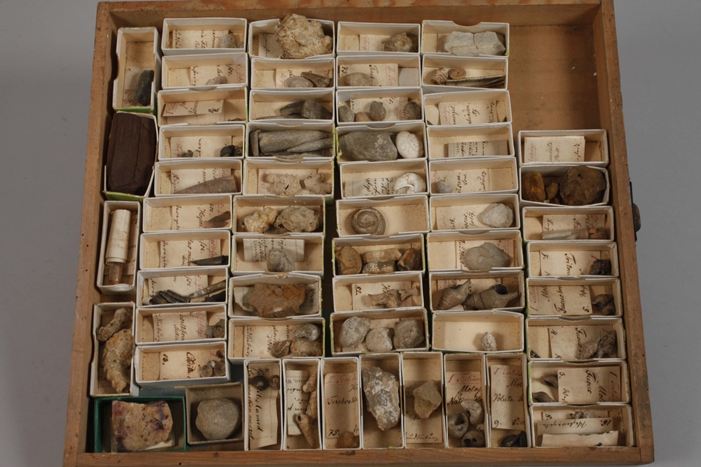 Extensive Fossil Collection Germany - Image 2 of 21