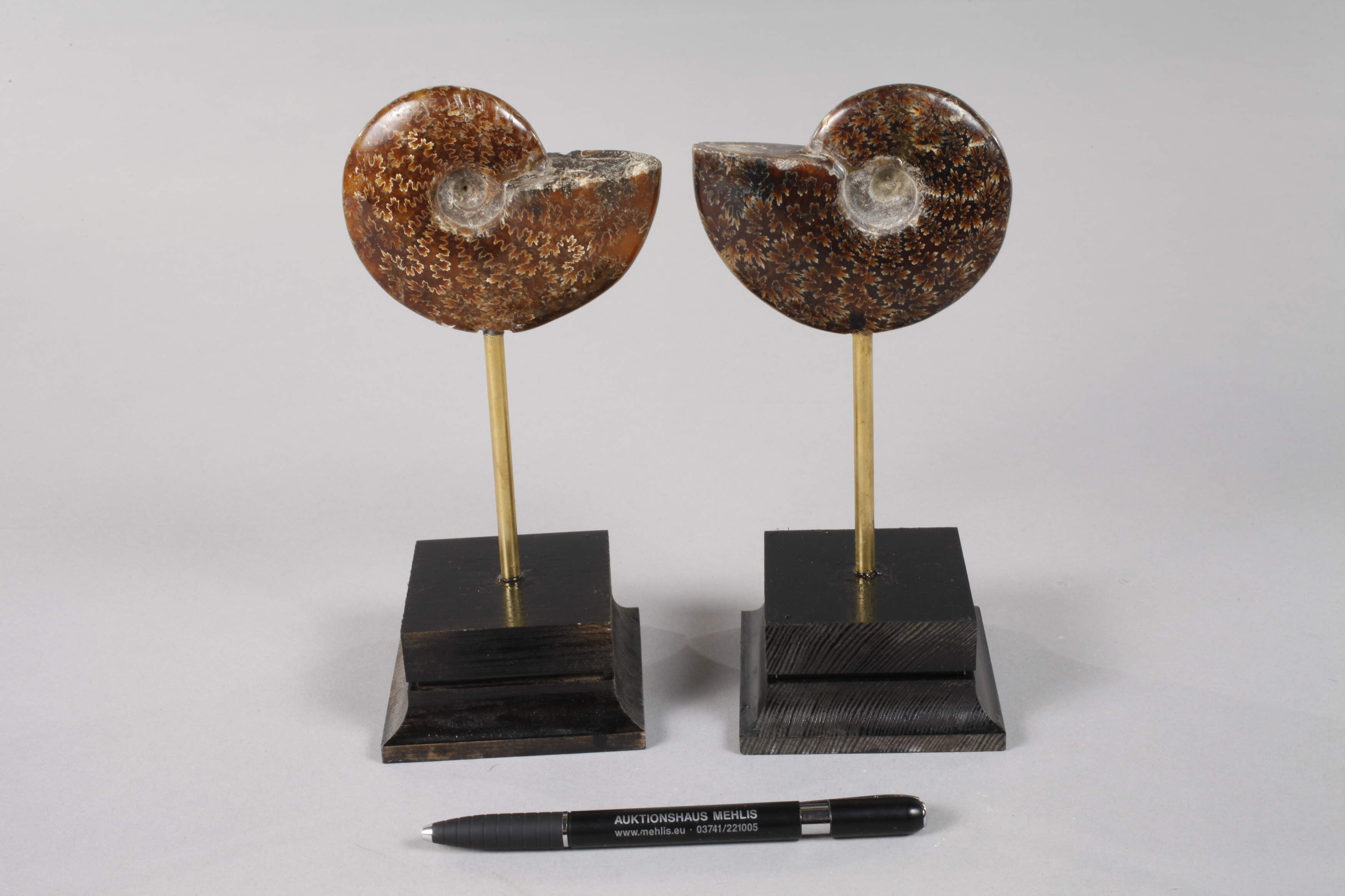 Pair of ammonites on base - Image 4 of 4