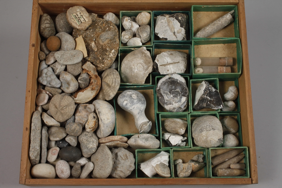 Extensive Fossil Collection Germany - Image 16 of 21