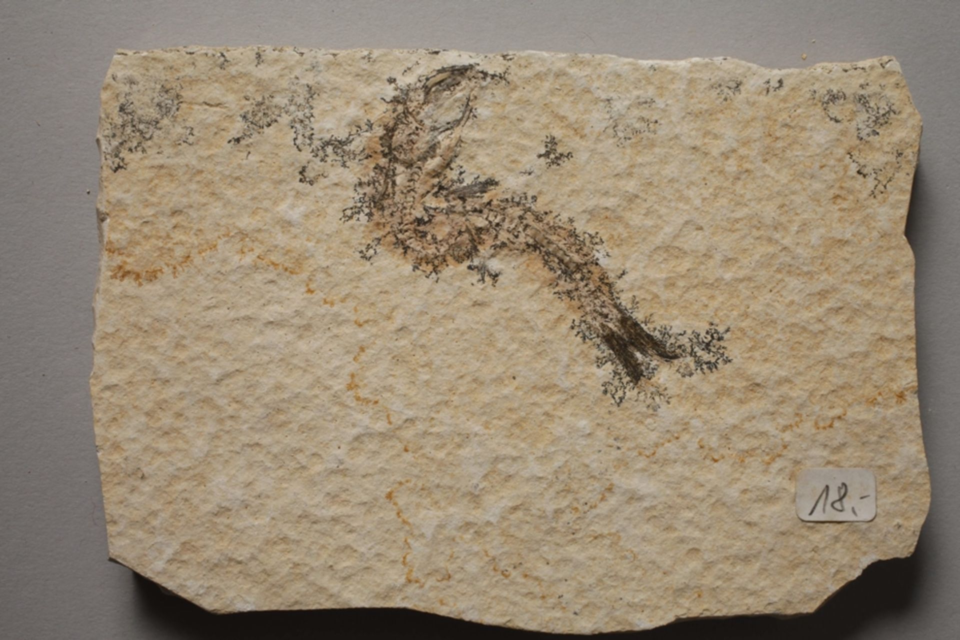 Collection of fossils - Image 7 of 7