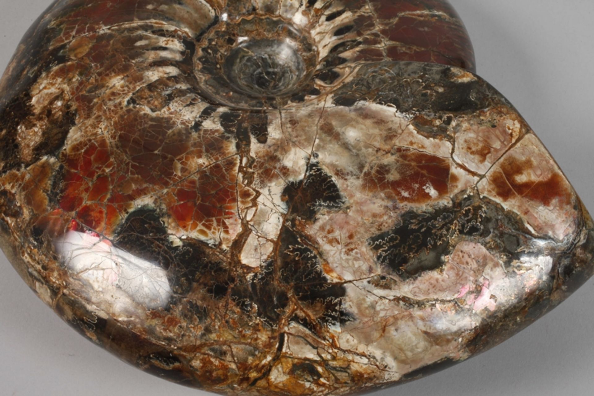 Prächtiger opalisierter Ammonit - Bild 4 aus 4