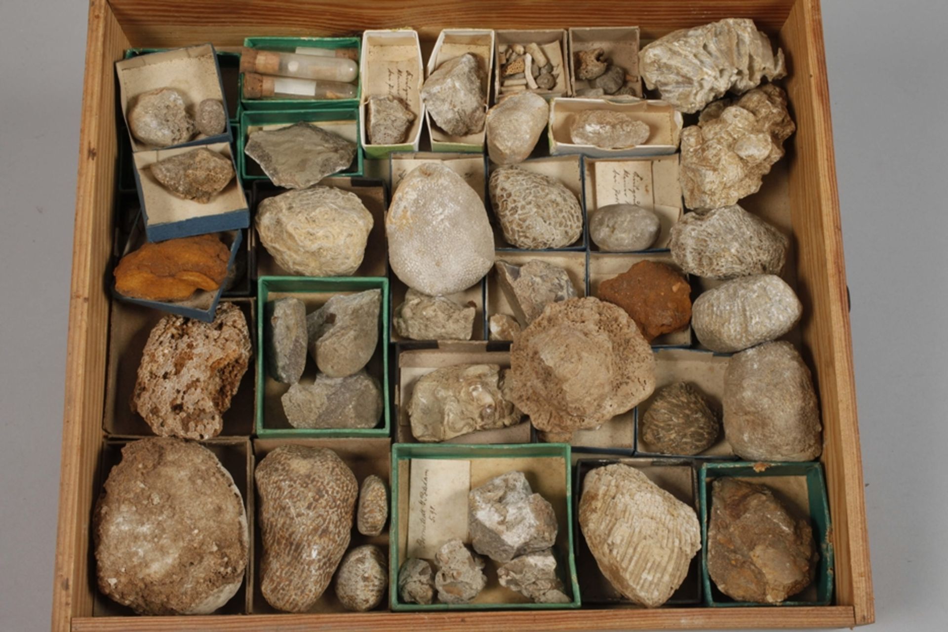 Extensive Fossil Collection Germany - Image 20 of 21