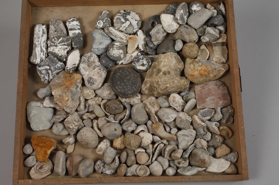 Extensive Fossil Collection Germany - Image 5 of 21