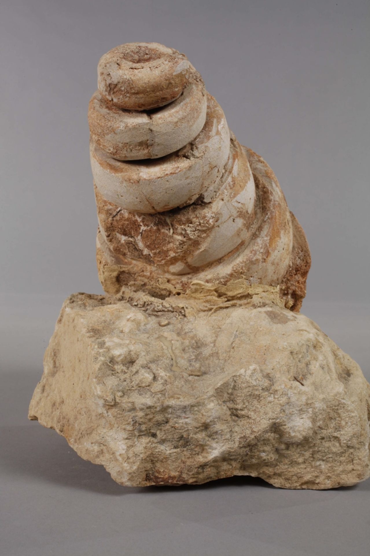 Tower snail - Image 4 of 6