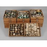 Extensive Fossil Collection Germany