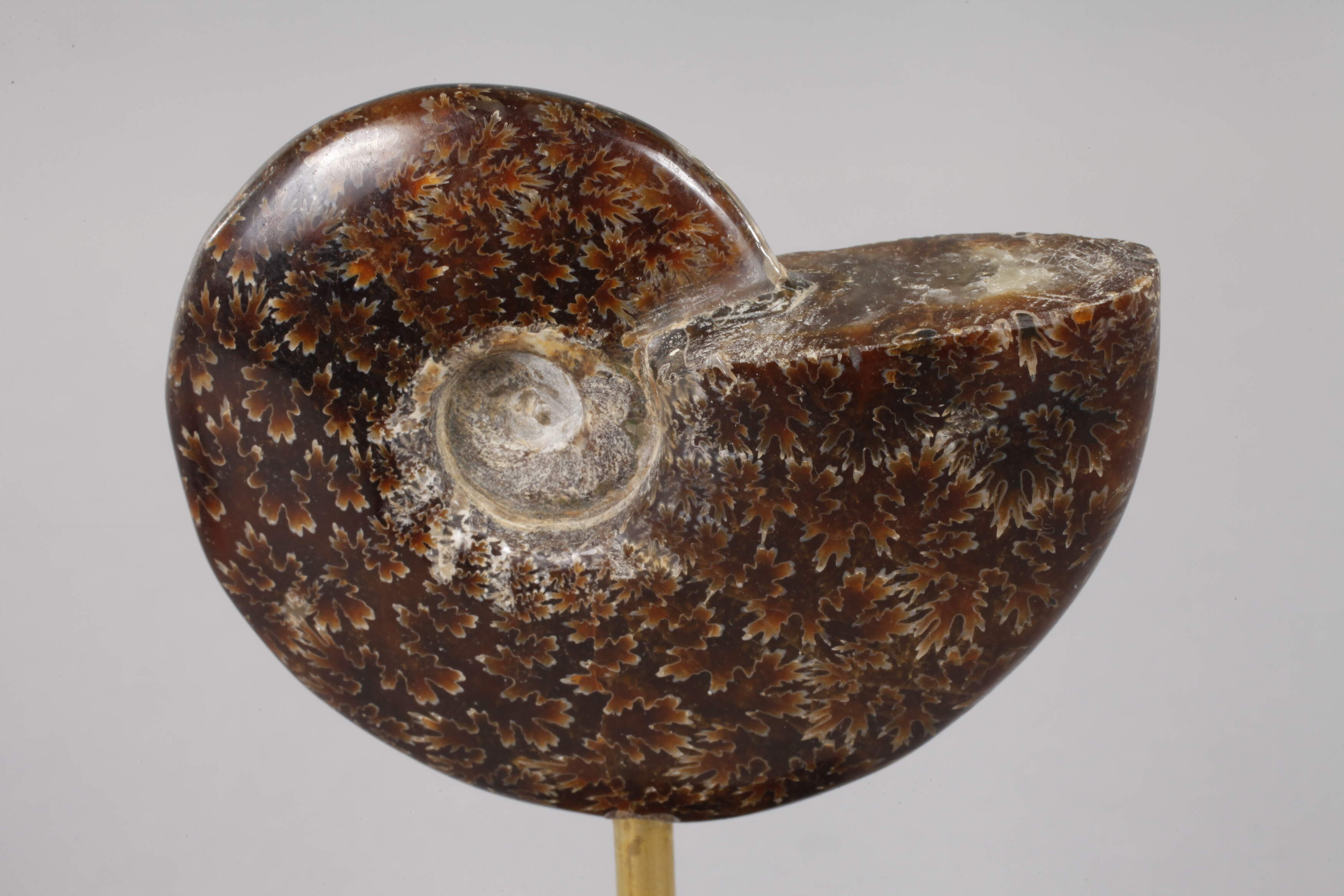 Pair of ammonites on base - Image 2 of 4