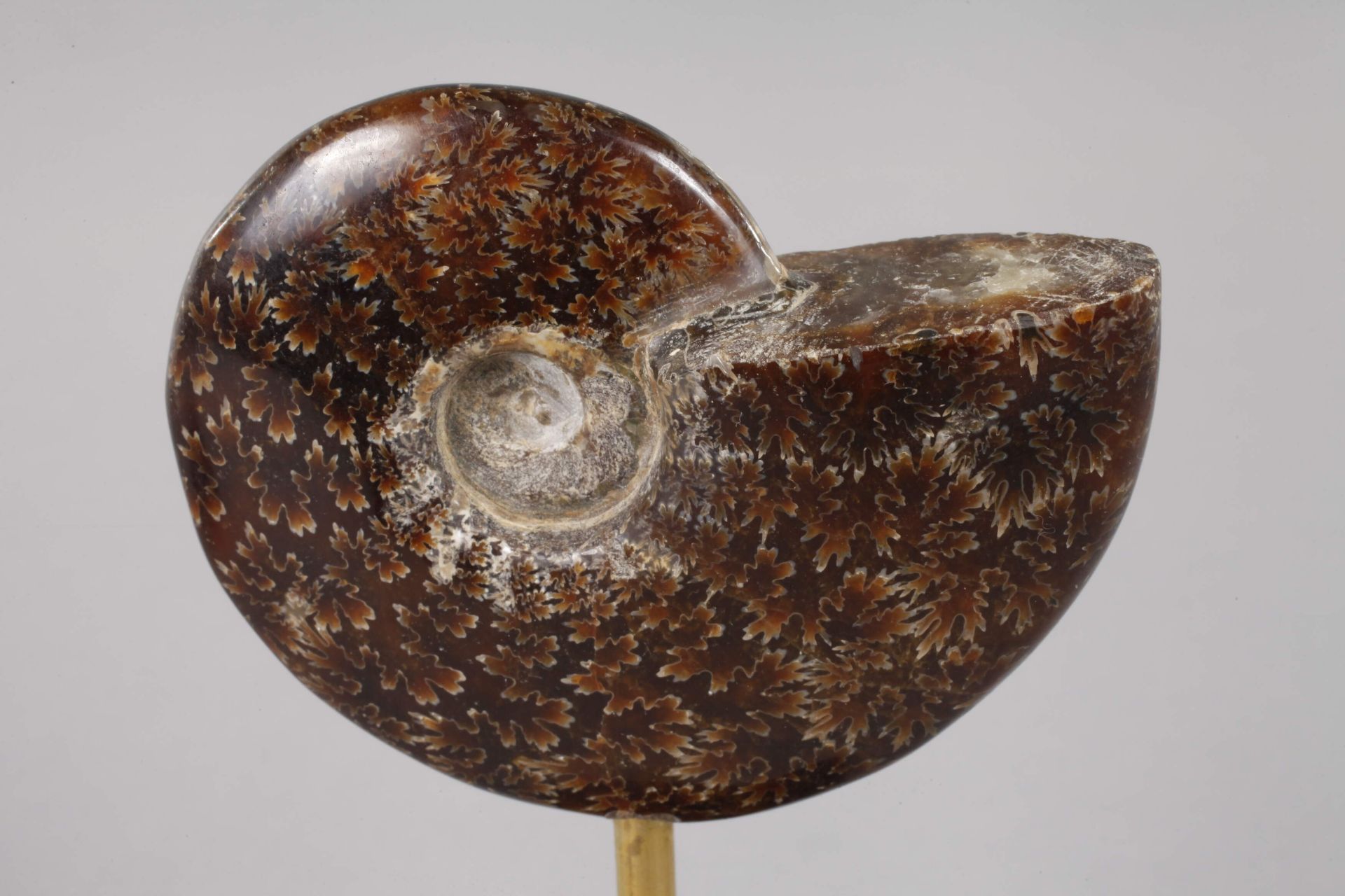 Paar Ammoniten auf Sockel - Bild 2 aus 4