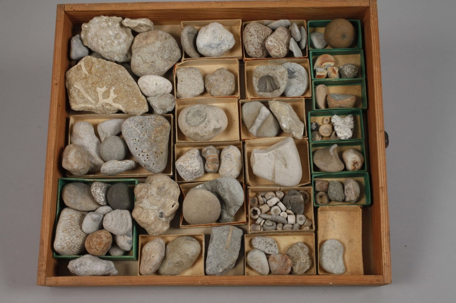 Extensive Fossil Collection Germany - Image 7 of 21