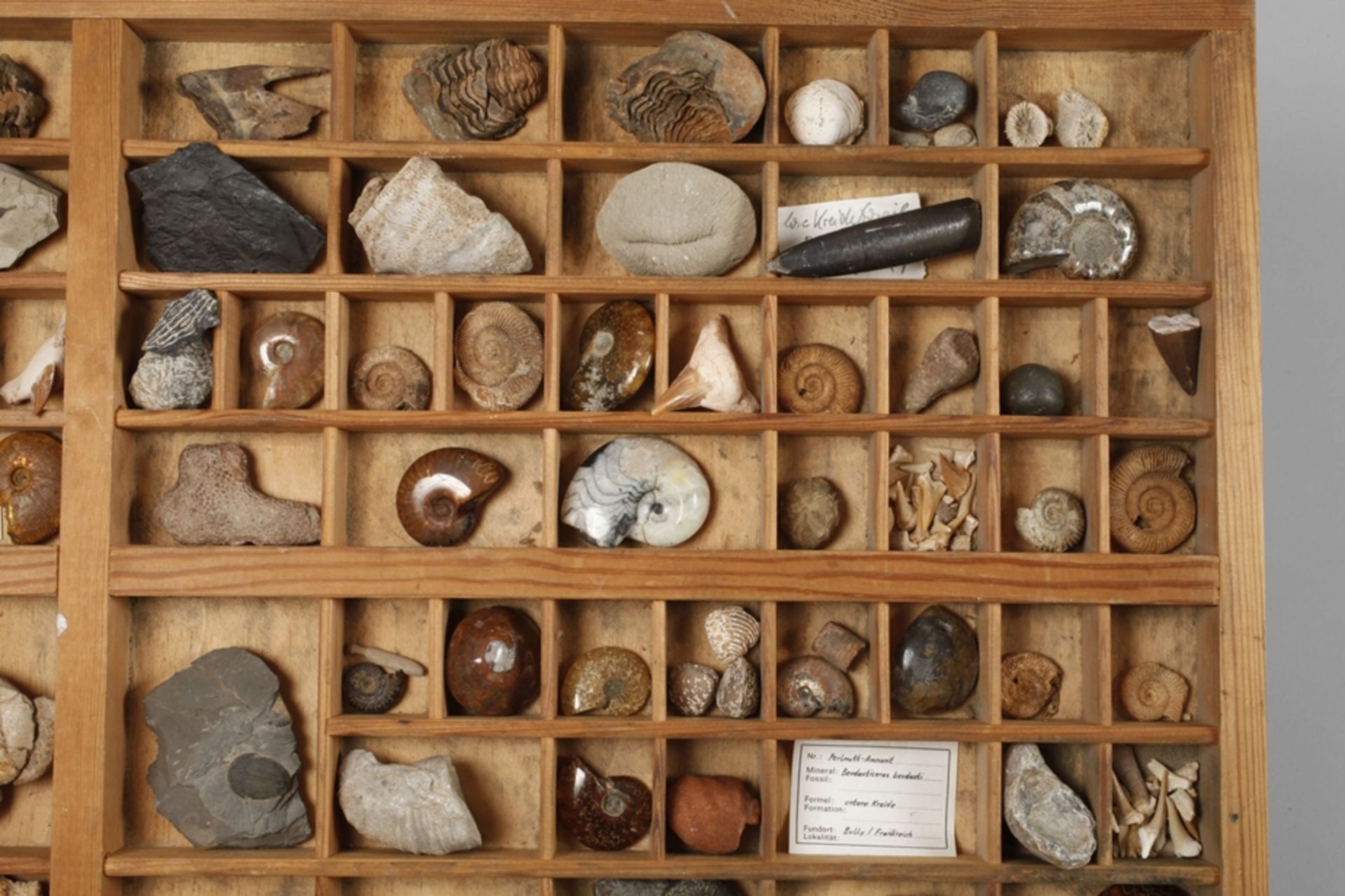 Fossil collection  - Image 4 of 5