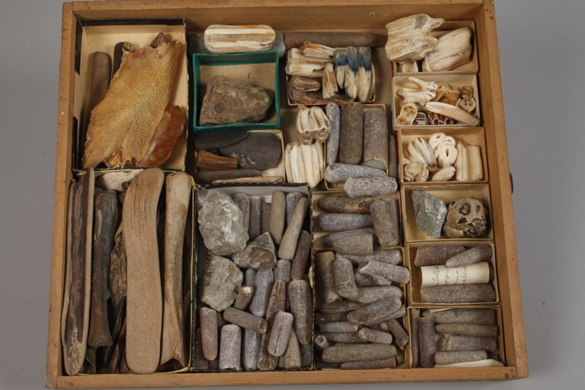 Extensive Fossil Collection Germany - Image 13 of 21