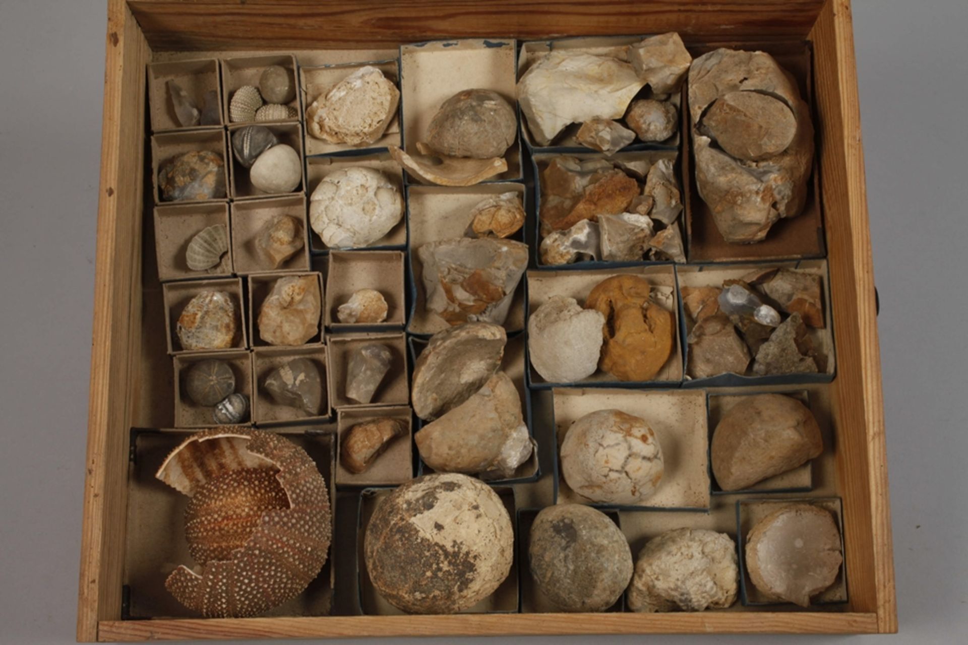 Extensive Fossil Collection Germany - Image 11 of 21
