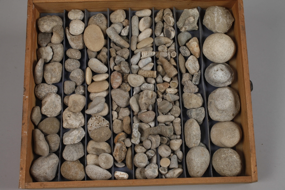 Extensive Fossil Collection Germany - Image 14 of 21