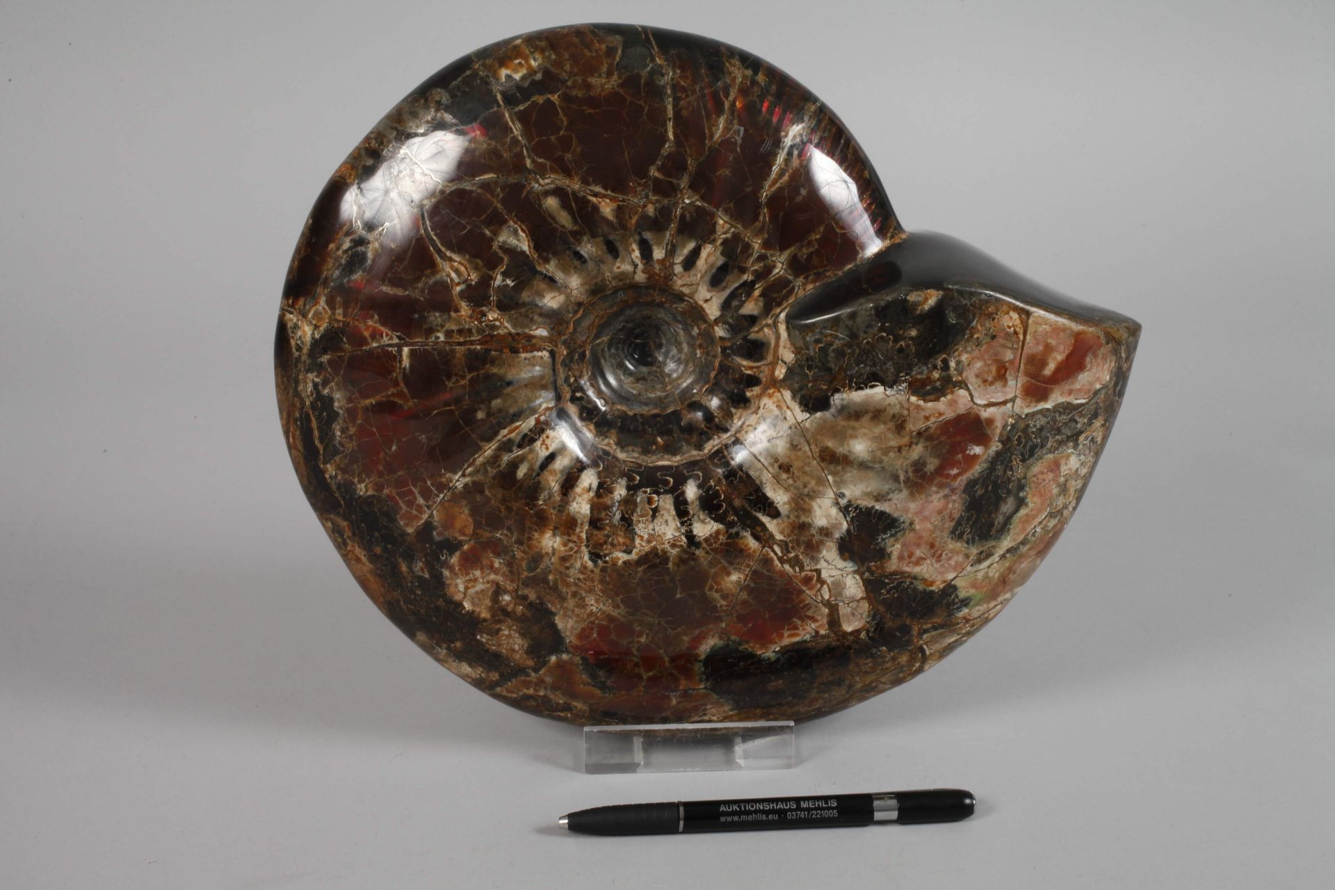Prächtiger opalisierter Ammonit - Bild 2 aus 4