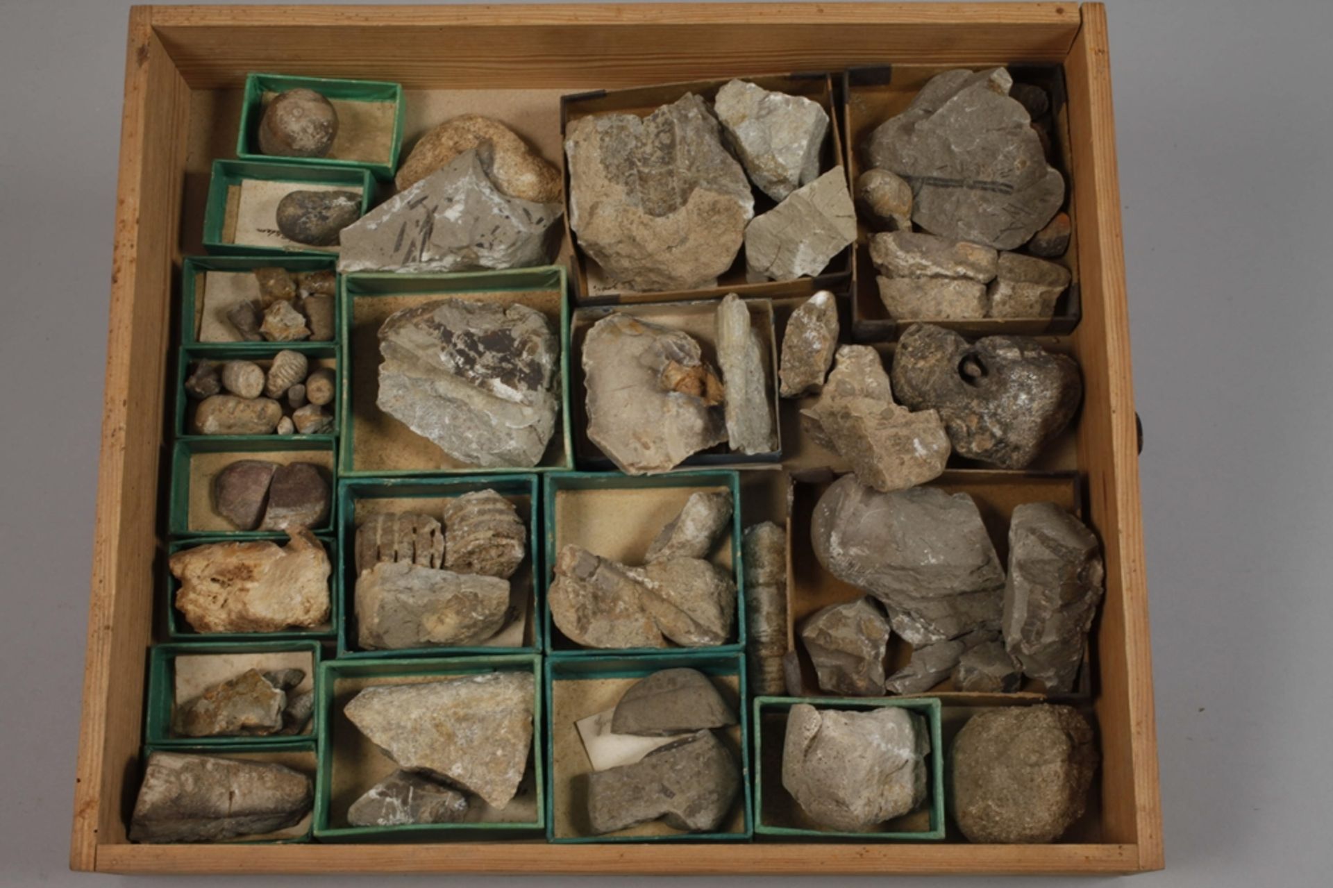 Extensive Fossil Collection Germany - Image 6 of 21