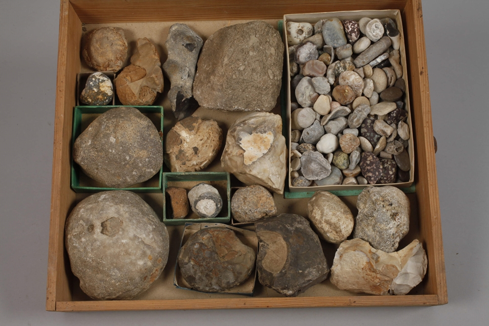 Extensive Fossil Collection Germany - Image 12 of 21