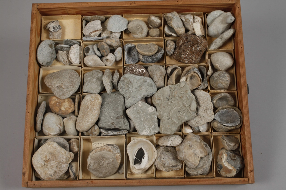 Extensive Fossil Collection Germany - Image 10 of 21