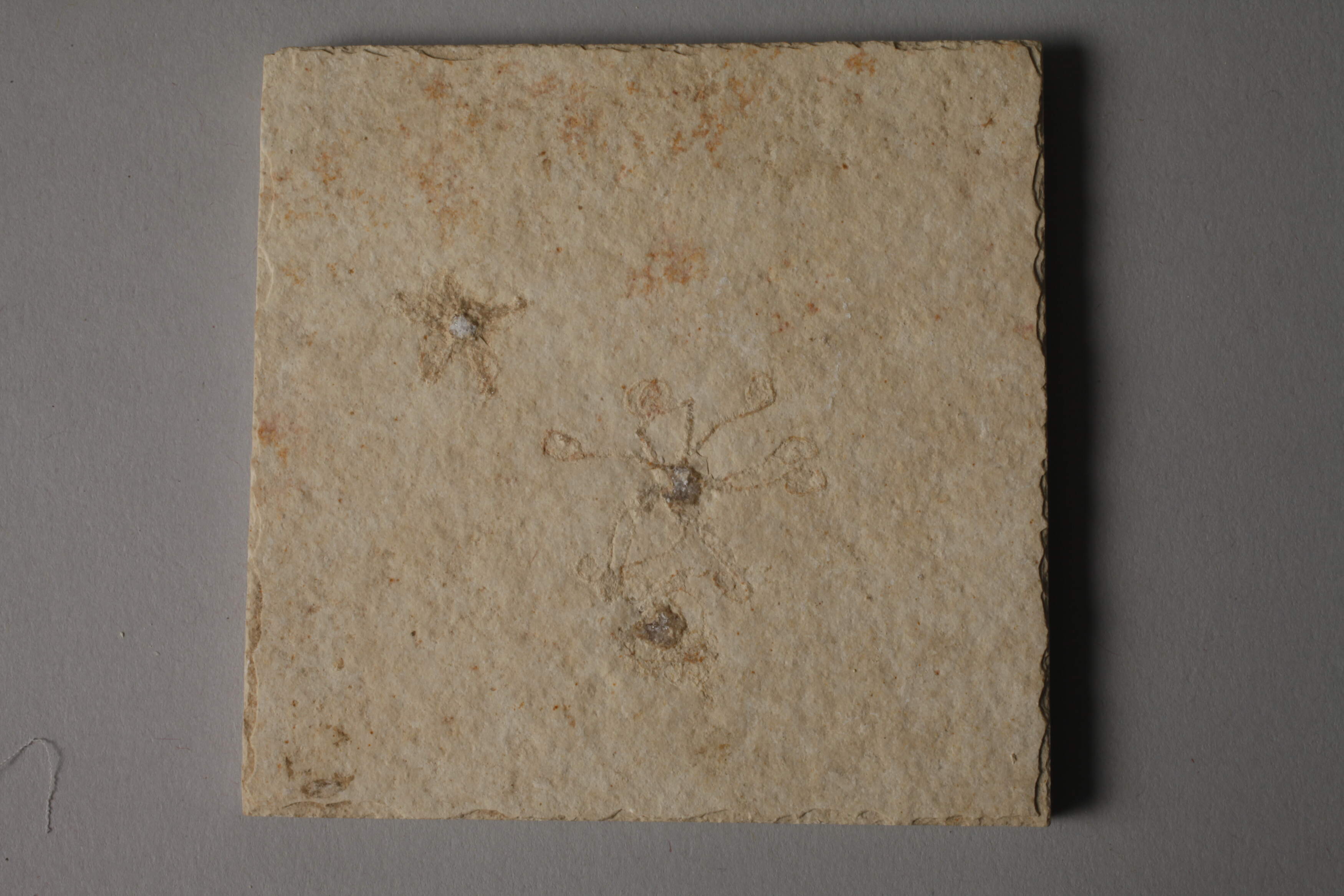Collection of fossils - Image 6 of 7