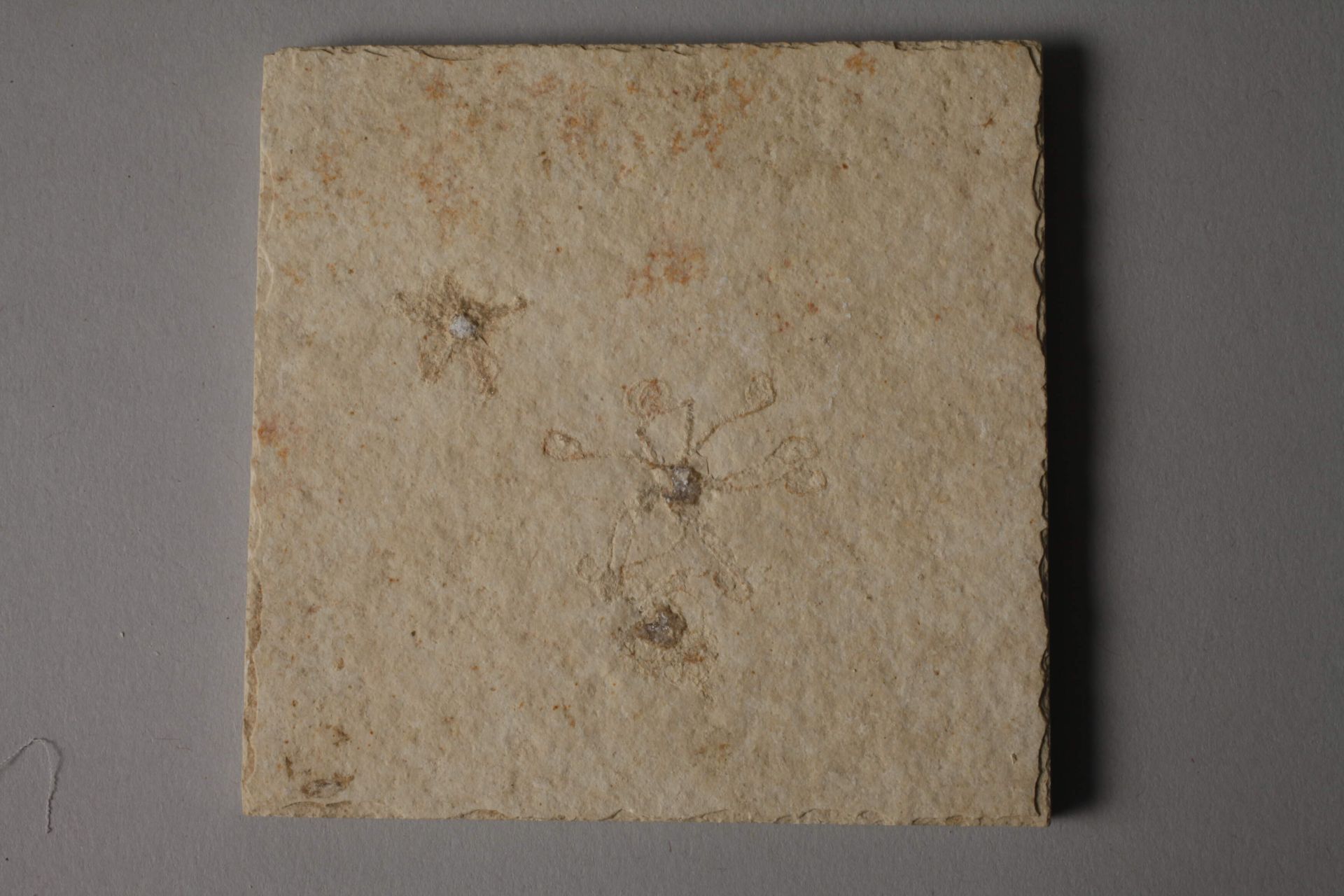 Collection of fossils - Image 6 of 7