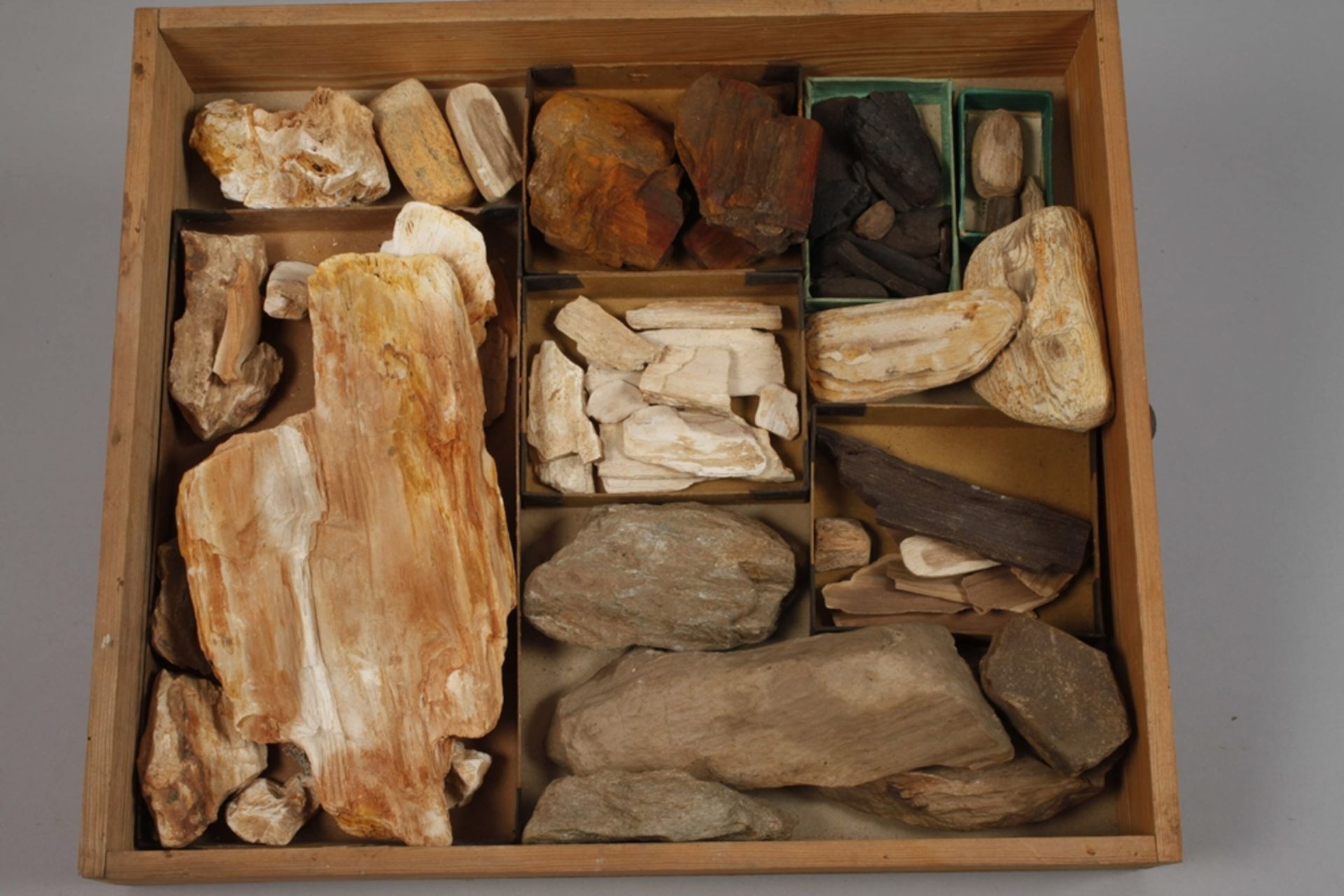 Extensive Fossil Collection Germany - Image 9 of 21