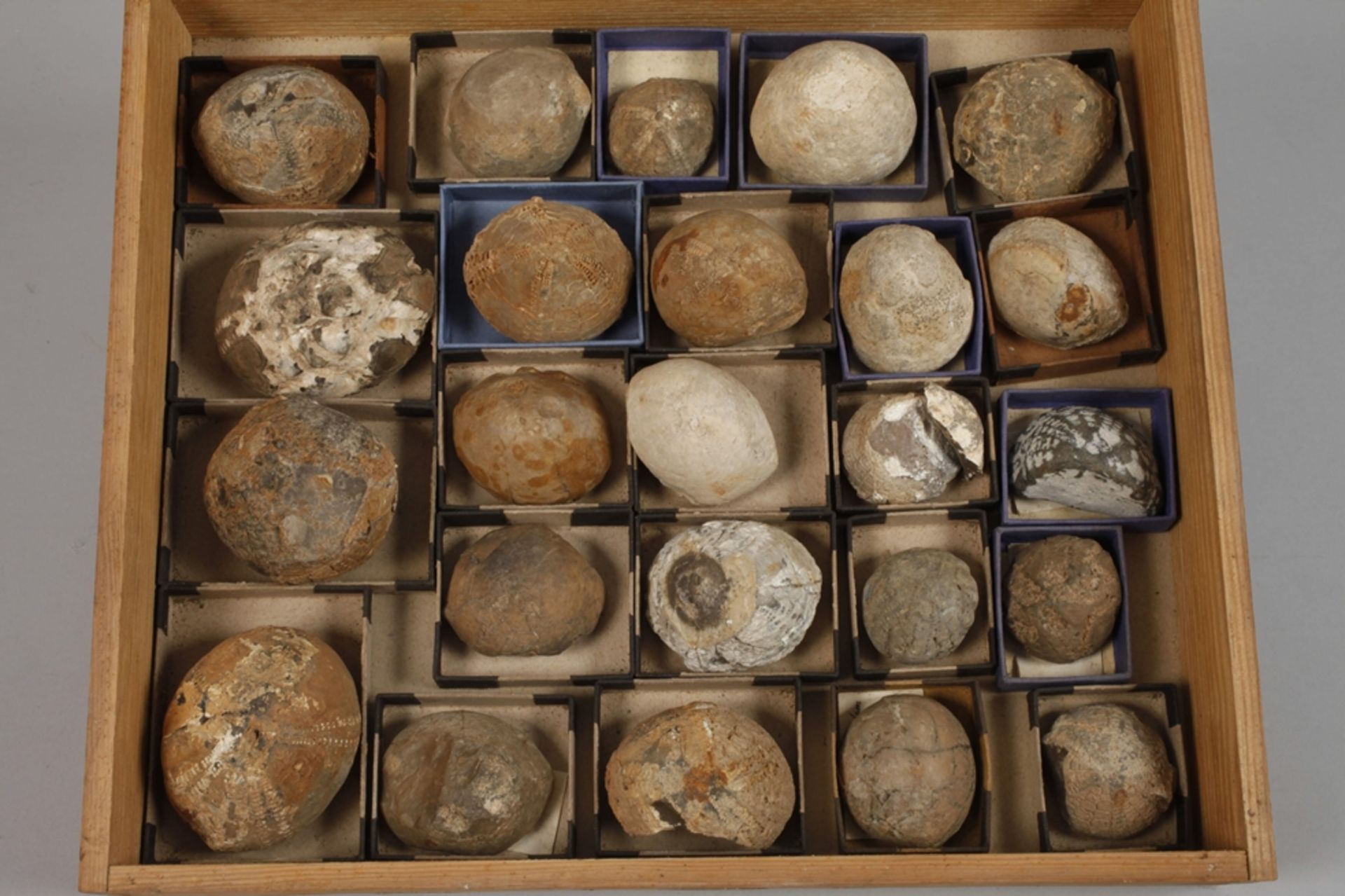 Extensive Fossil Collection Germany - Image 21 of 21