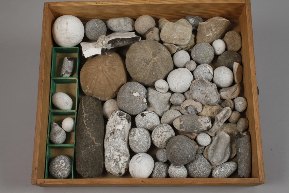 Extensive Fossil Collection Germany - Image 8 of 21