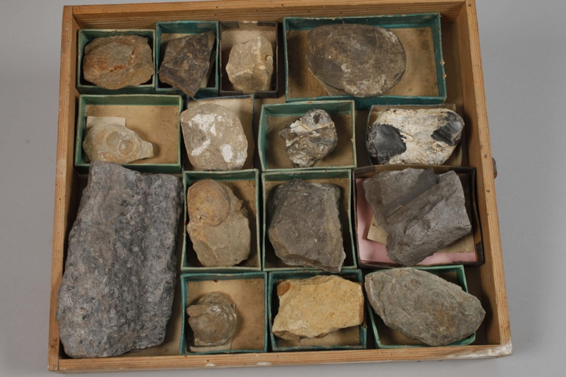 Extensive Fossil Collection Germany - Image 18 of 21