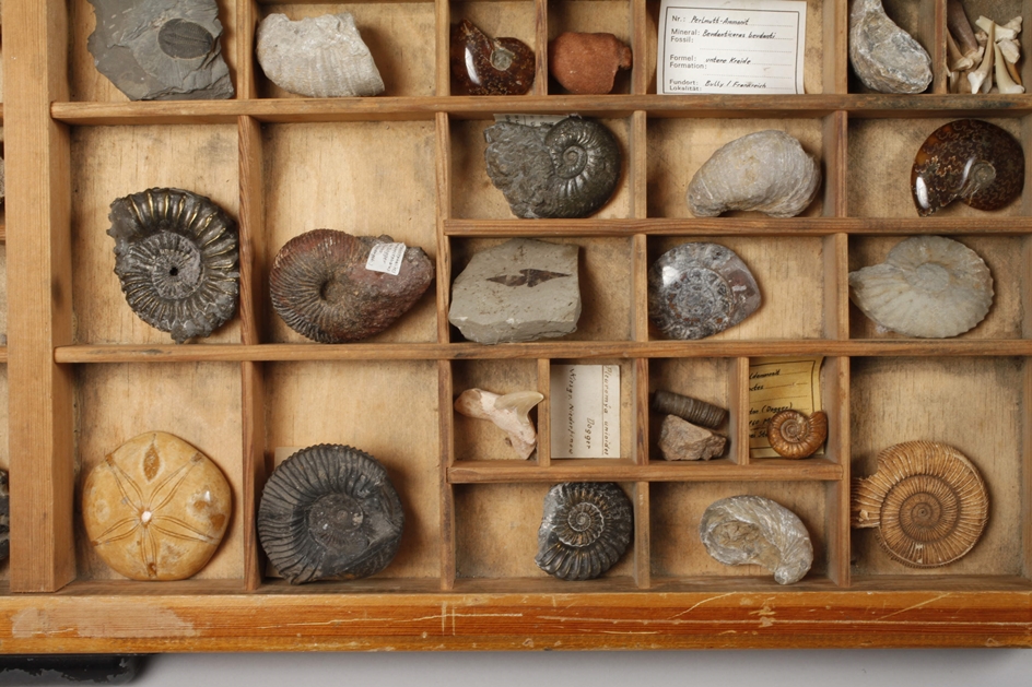 Fossiliensammlung  - Bild 5 aus 5