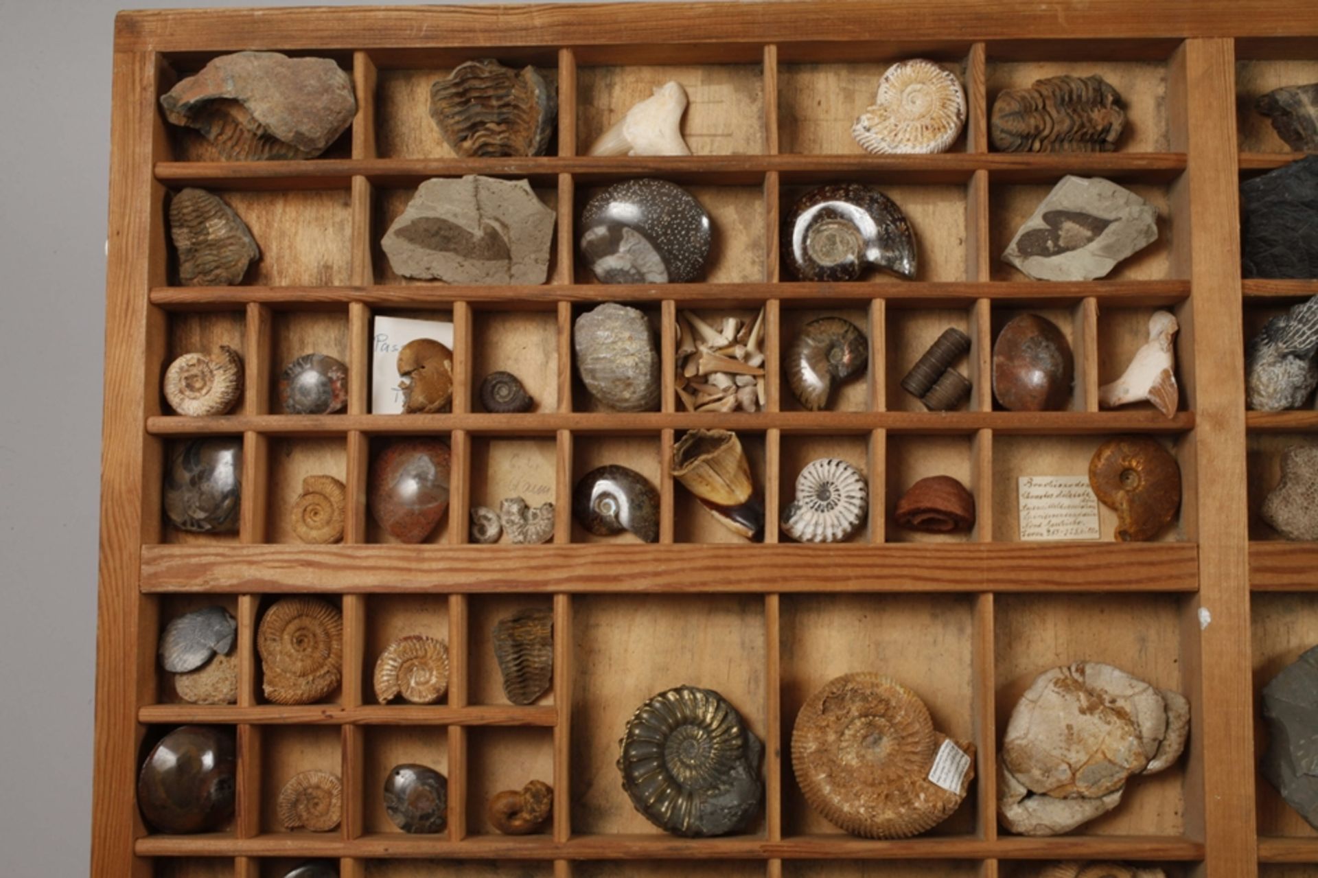 Fossil collection  - Image 2 of 5