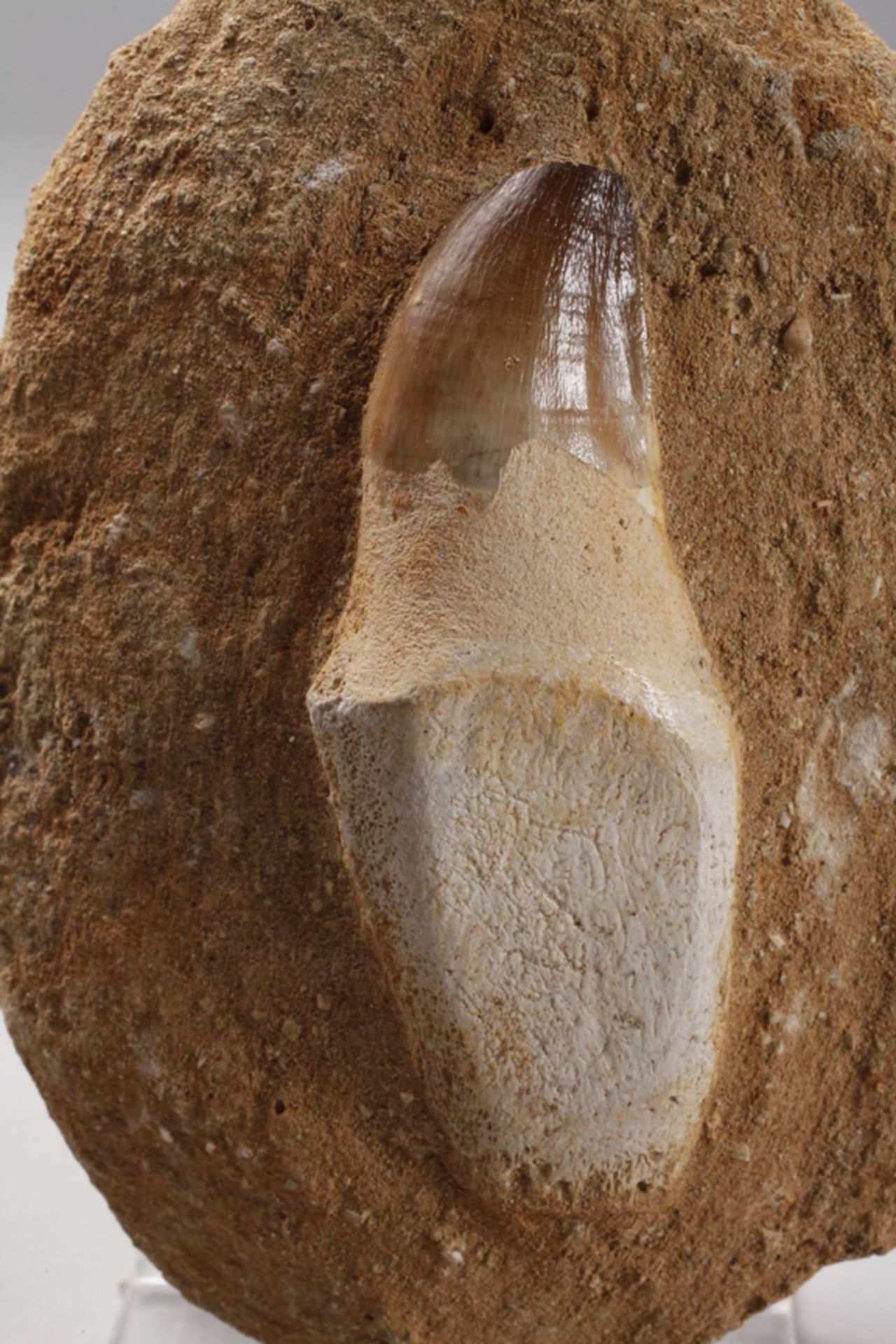 Zahn eines Mesosauriers/Marokko - Bild 2 aus 4