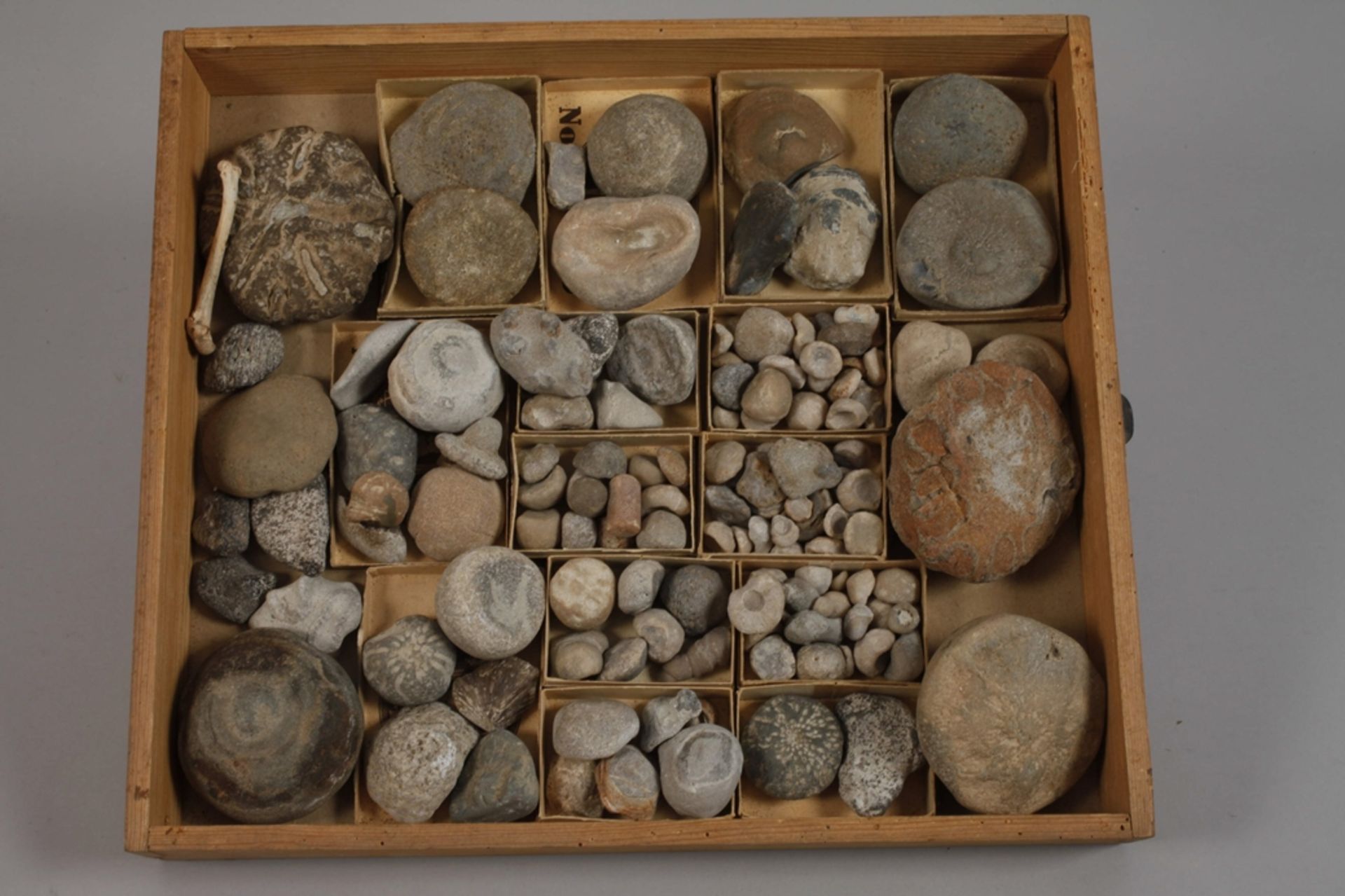 Extensive Fossil Collection Germany - Image 3 of 21